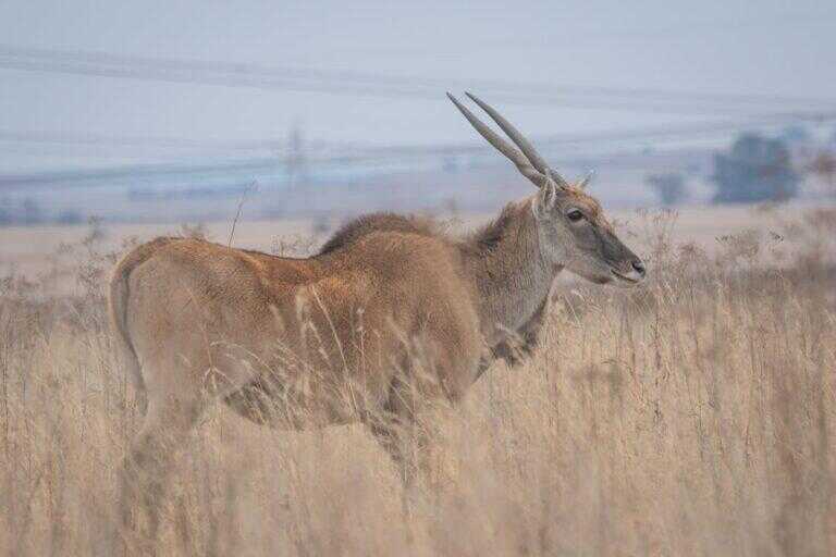 An eland standing in the veld.