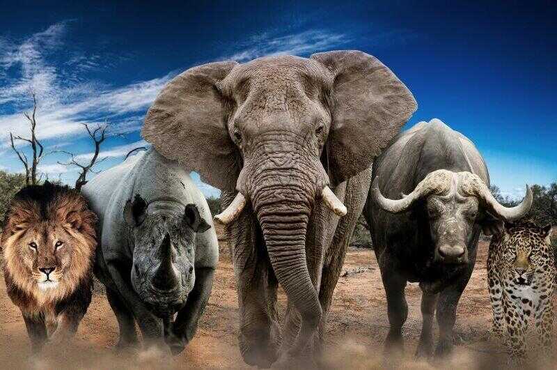 The African Big 5, the lion, leopard, elephant, rhino and Cape buffalo