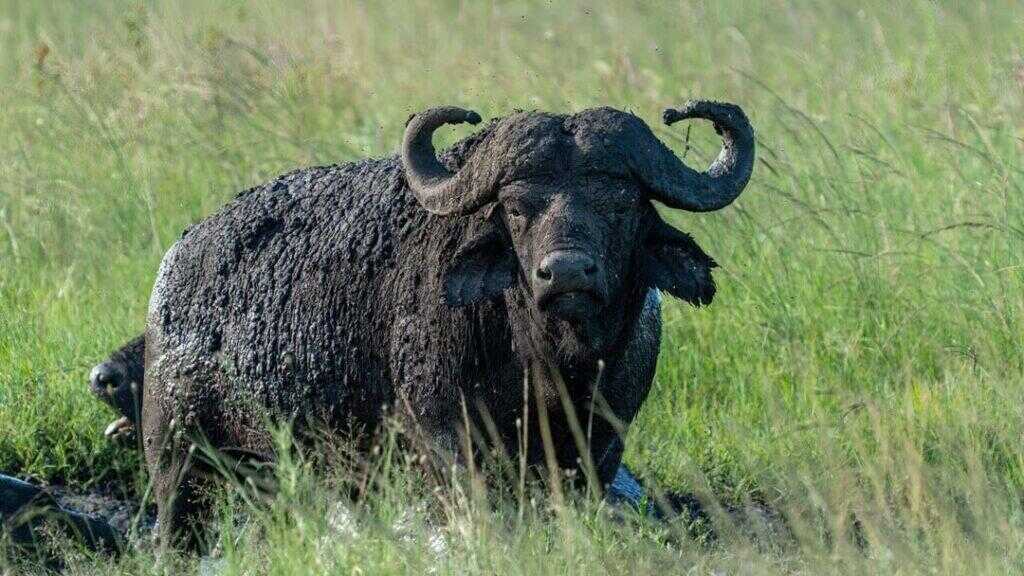 Hunting Cape Buffalo in Africa - Dagga Boy
