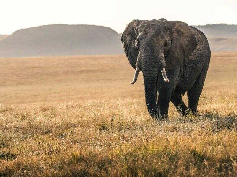 Elephant Hunting in Africa, Lone elephant standing on the savanna,