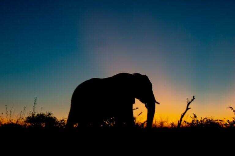 Elephant in open veld at sunset