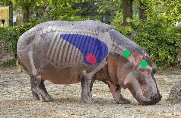 Hippo Shot Placement