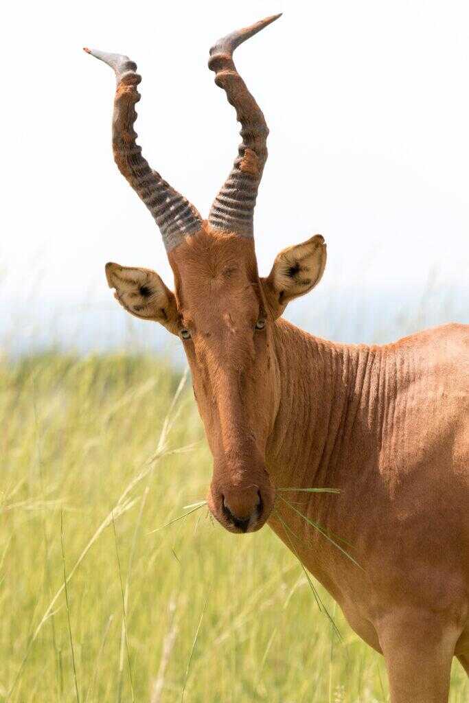 Jacksons Hartebeest