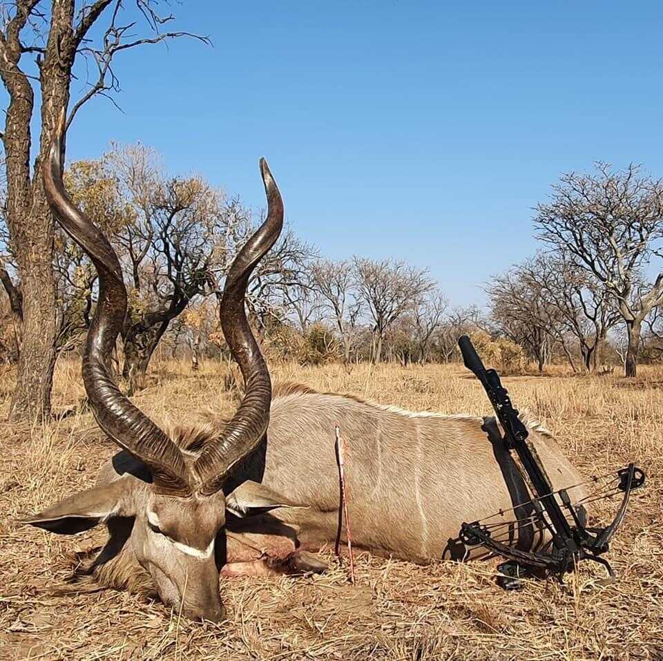 harvested kudu