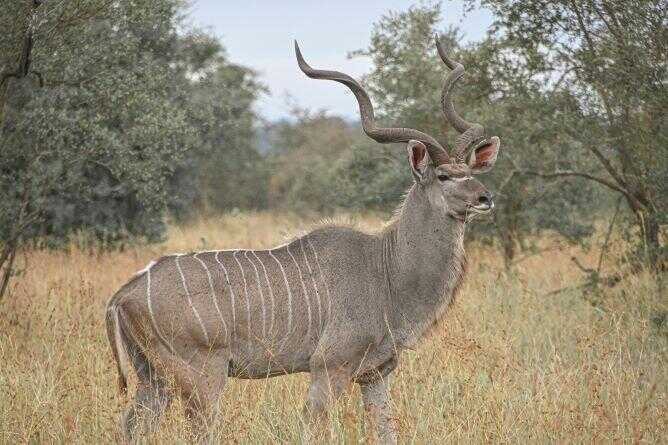 kudu in the veld