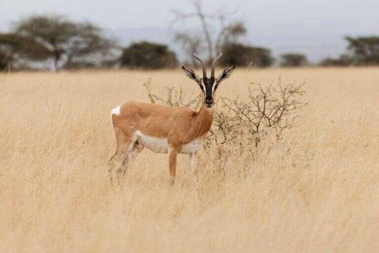 Soemmerring's gazelle standing in veld