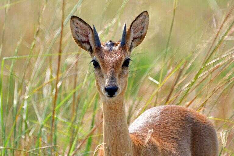 Sudan Oribi