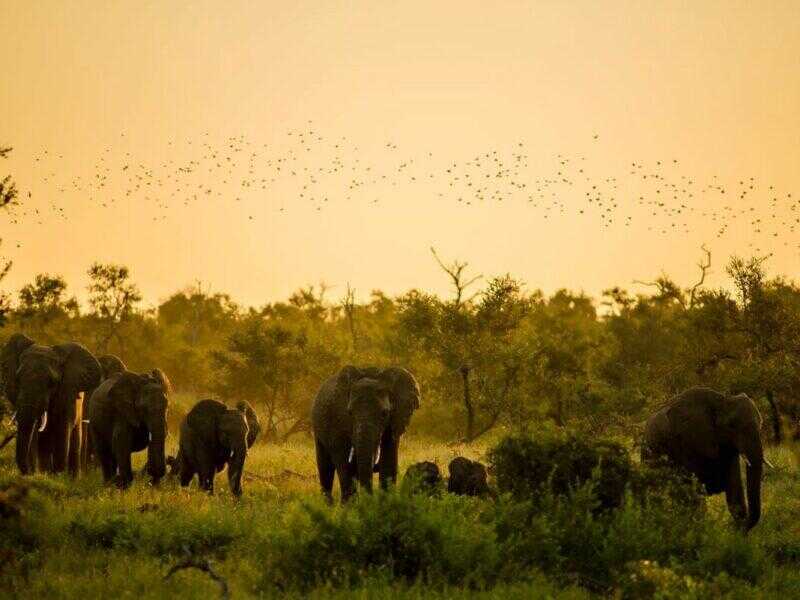Group of elephants in South Africa