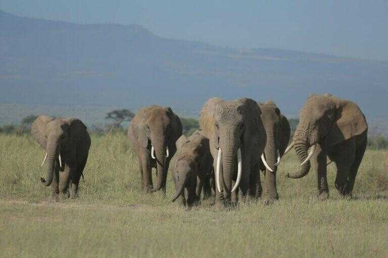 Herd of elephants walking across the African savanna.