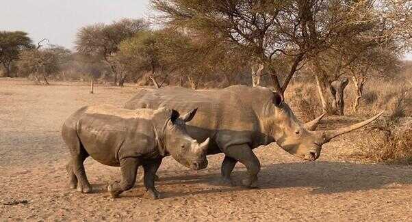 White Rhino hunting with huge horn