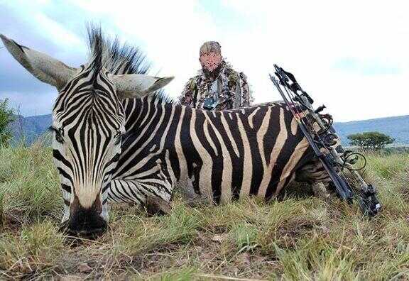 Zebra Hunting