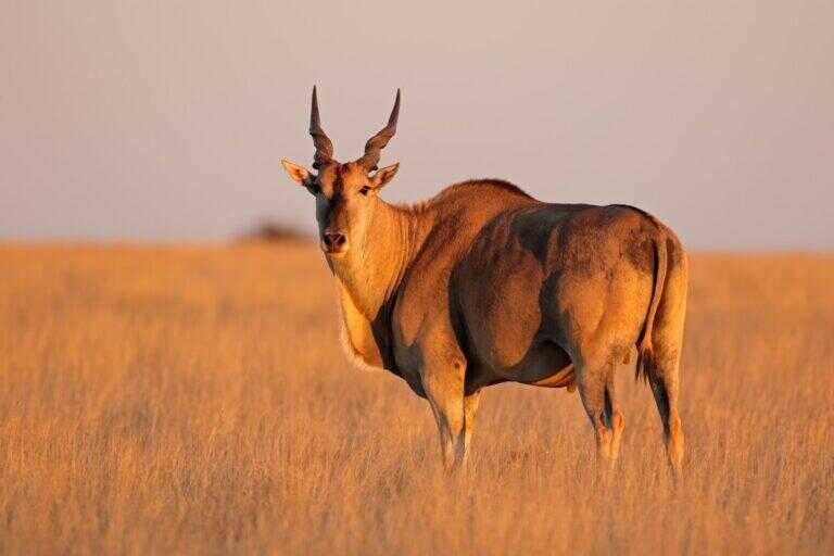 eland