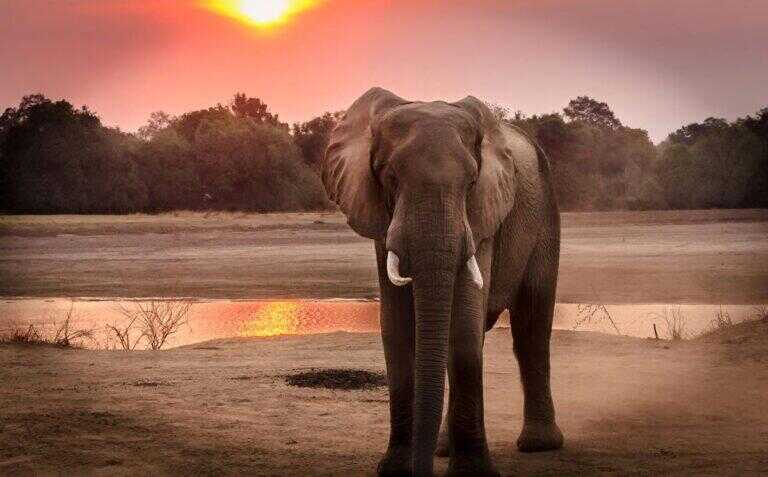 Elephant standing in front of a water hole, with the sun setting in the background