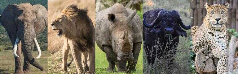 Game Hunting Safaris - Big 5 Hunting. Book An Unforgettable Hunting Safari Across Africa