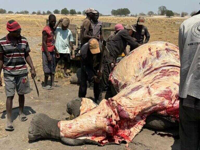 An elephant being processed to distribute to local communities