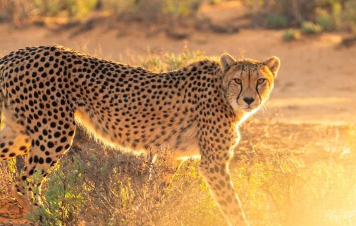 Cheetah hunting in Africa