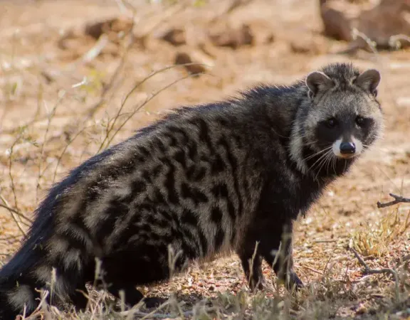 Civet hunting In Africa