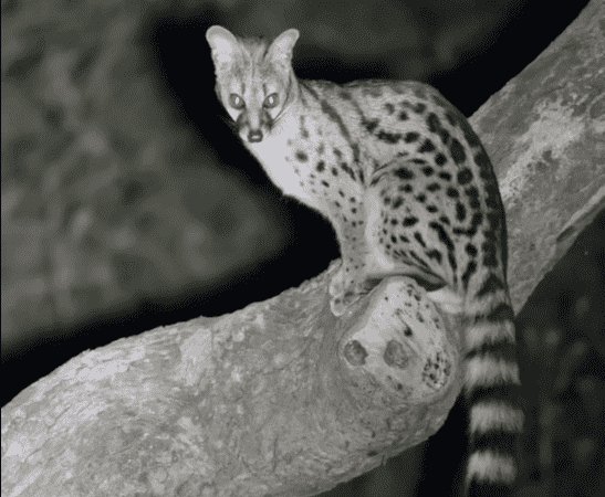 African Hunts Targeting The Common Large Spotted Genet
