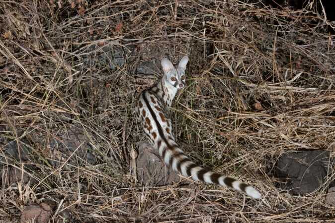 Targeting The Small-spotted Genet
