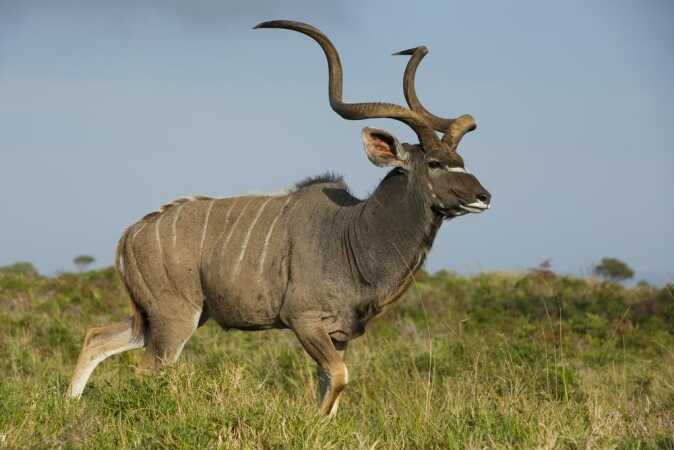 Big game hunting: The Greater Kudu