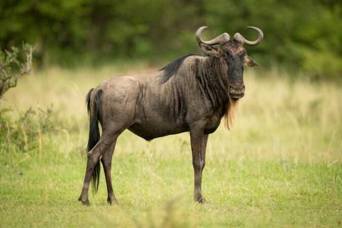 Hunting The Blue Wildebeest