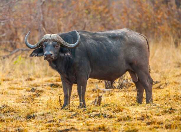Cape Buffalo Hunting In Africa