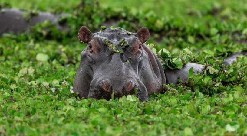 Hippo Hunts In Africa