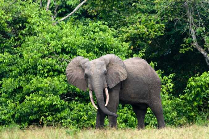 Hunting In Africa The Forest Elephant