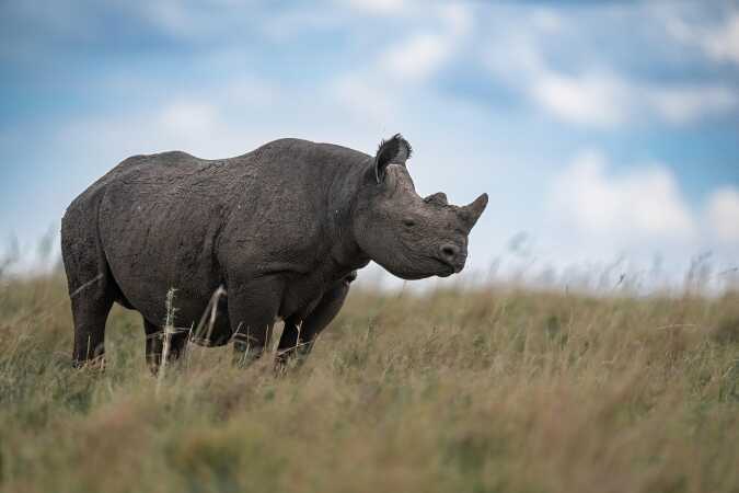 Hunting The Black Rhino