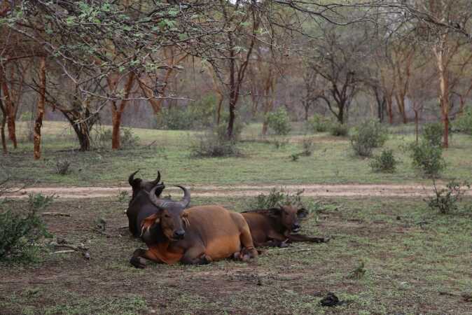 Hunting The West African Savanna Buffalo
