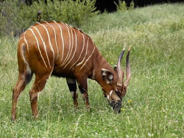 Hunting Africa Plains Game: The Bongo
