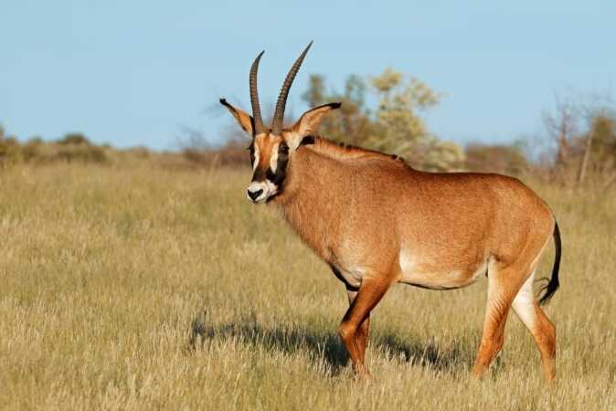 Game Hunting The Roan Antelope