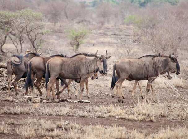 Cookson’s Wildebeest Hunting In Zambia