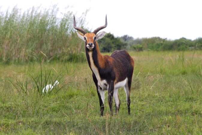 Black Lechwe Hunting In Africa