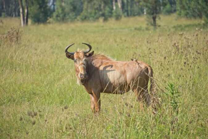 Africa Plains Game Hunting: The Golden Wildebeest