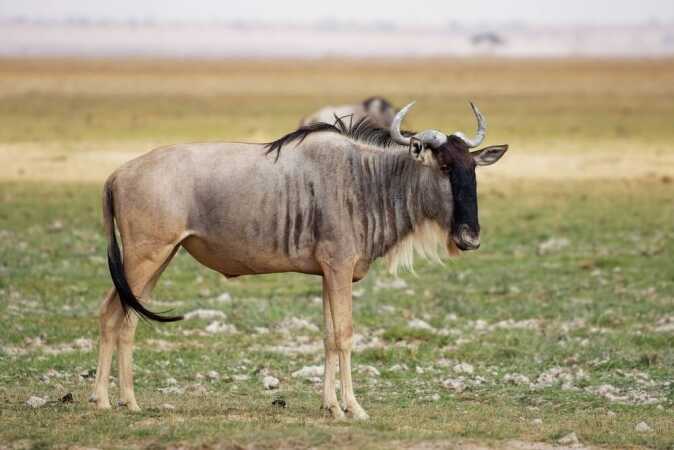 Targeting The White-Bearded Wildebeest On African Hunts