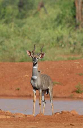 Lesser Kudu Hunting In Africa