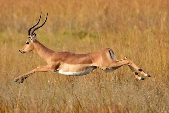 Hunting The Impala In Africa