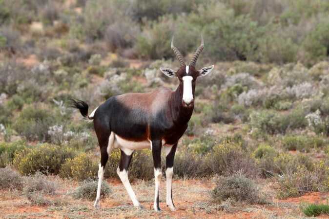 Bontebok Hunting In Southern Africa