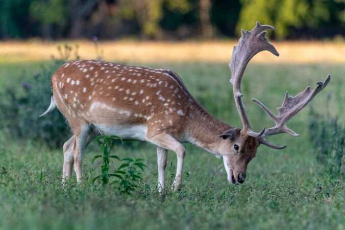 Fallow Deer Hunting In South Africa
