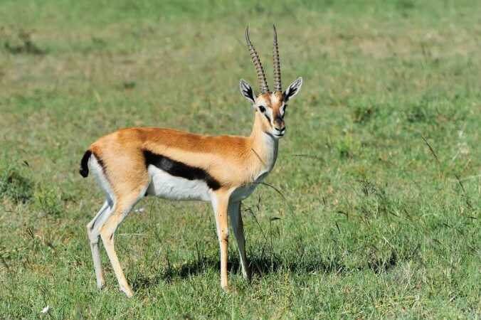Hunting Thomson's Gazelle In Africa
