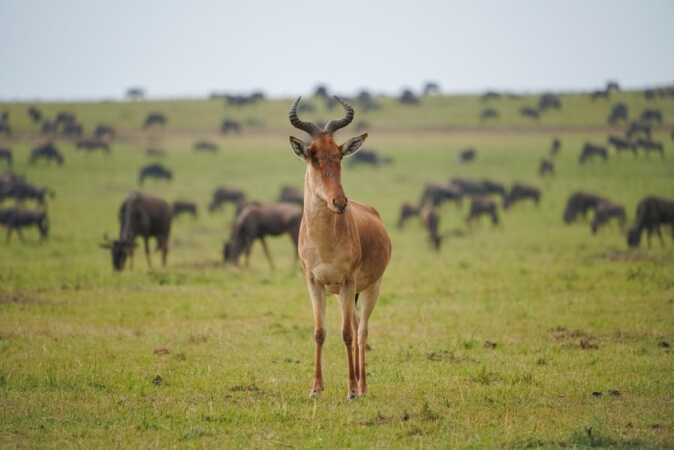 Coke’s Hartebeest Hunting In Africa