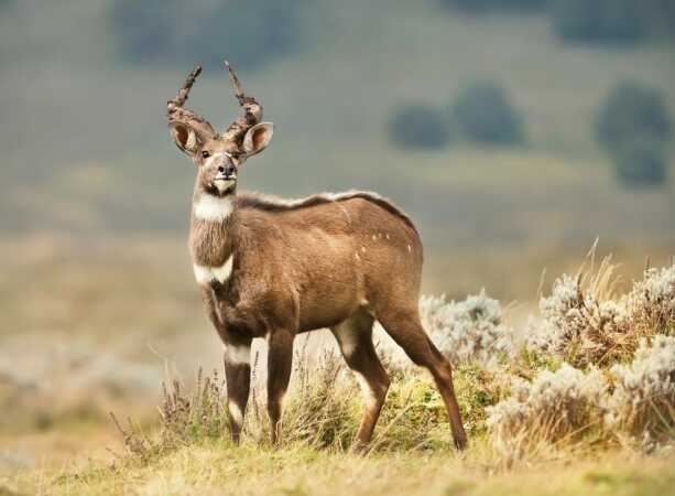 Hunting The Mountain Nyala