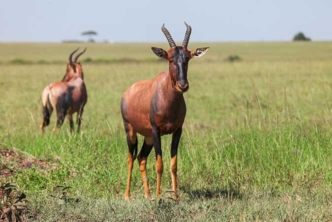 Hunting Topi In Africa