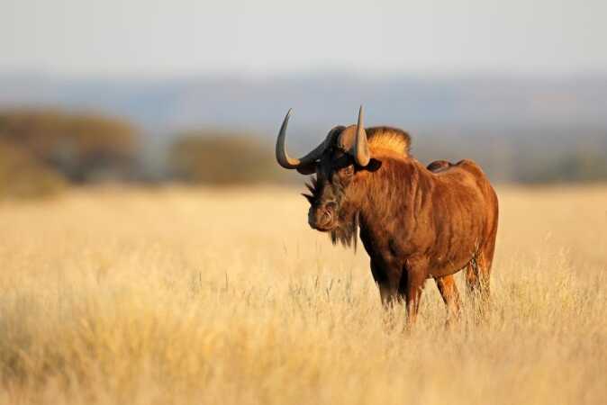 Hunting Black Wildebeest In Africa