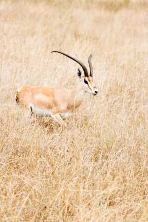 Targeting Robert’s Gazelle Hunting In Africa