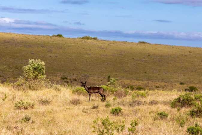 African Hunting The Black Impala