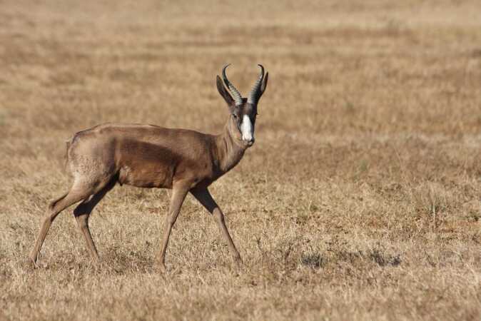 African Hunting The Black Springbok