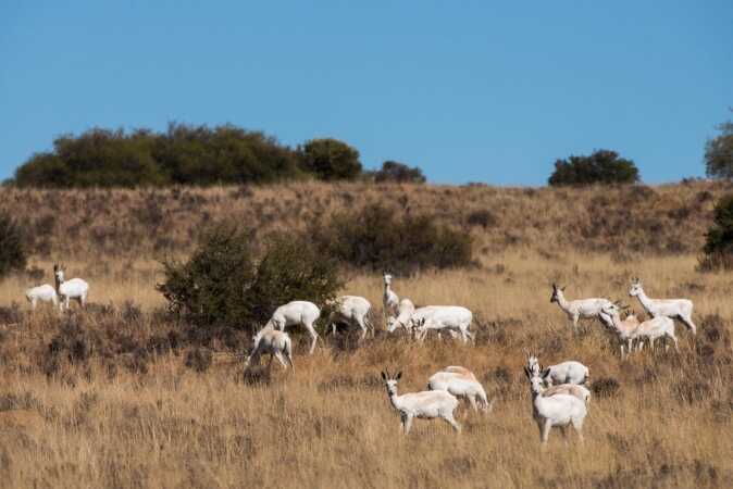 African Hunting The White Springbok