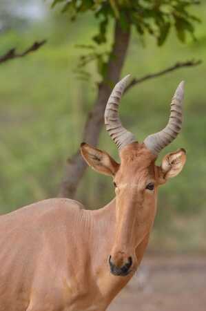 Targeting The Western Hartebeest